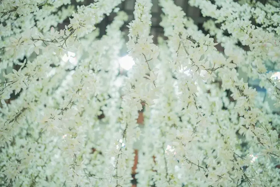 Boina de lã no polimento: quando usar, vantagens e como evitar hologramas